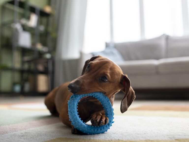 A Importância de Brincadeiras e Exercícios para o Bem-Estar do Seu Pet