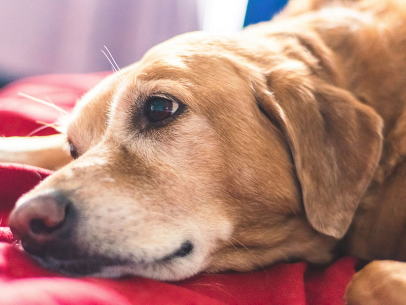 Bem-Estar de Cães Idosos: Como Cuidar do Seu Pet na Terceira Idade