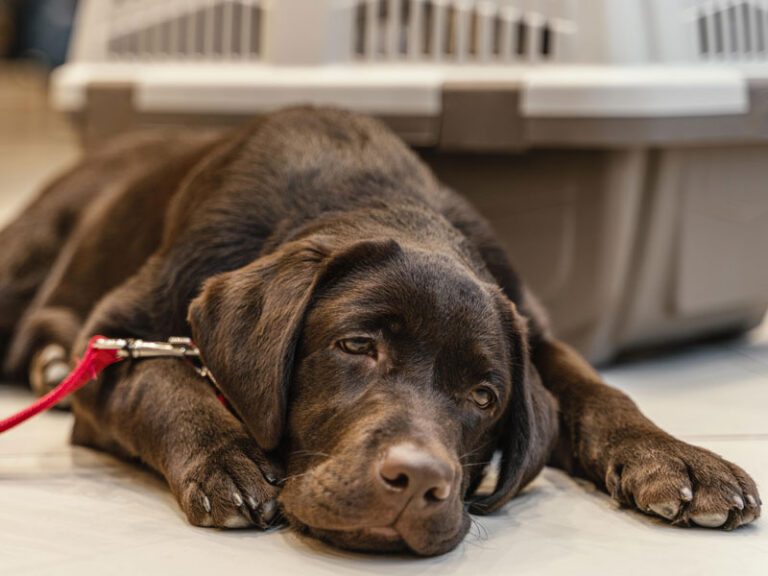 Bem-Estar Emocional dos Pets: Como Reconhecer e Tratar Estresse em Animais