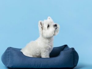 Camas Inteligentes para Pets: Como Elas Podem Melhorar o Conforto e a Saúde do Seu Animal