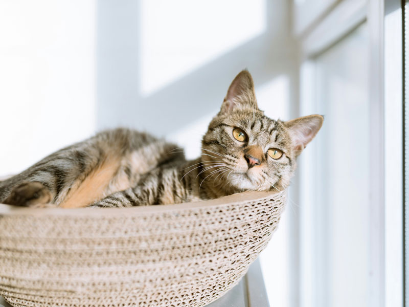 Como Limpar o Espaço do Seu Pet e Manter a Casa Livre de Odores