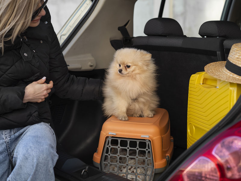 Como Planejar a Primeira Viagem de Carro com Seu Pet: Dicas e Cuidados