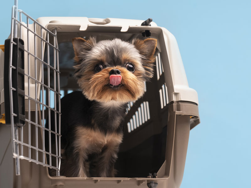 Documentação e Requisitos para Viajar com Pets de Avião