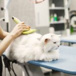 Rotina de Higiene Diária para Cães e Gatos: Banhos, Escovação e Mais