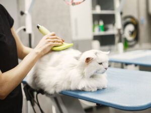 Rotina de Higiene Diária para Cães e Gatos: Banhos, Escovação e Mais