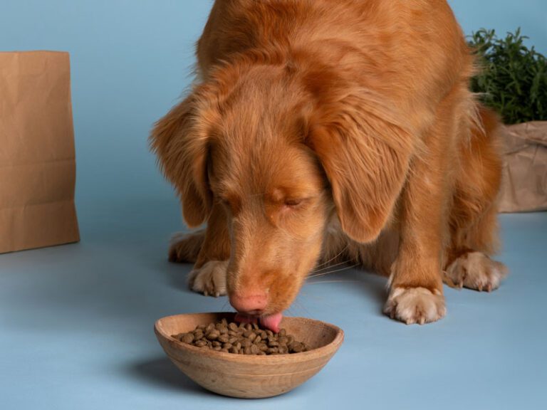 Alimentação Balanceada e Seu Impacto no Bem-Estar do Pet: Guia Completo para Tutores