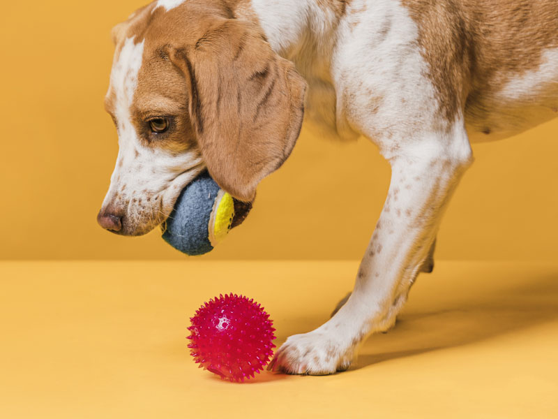 Brinquedos para Pets com Necessidades Especiais