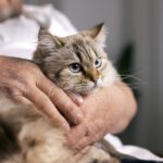 Quais os Principais Sintomas de Anemia em Gatos?