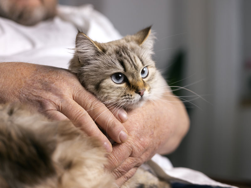 Quais os Principais Sintomas de Anemia em Gatos?